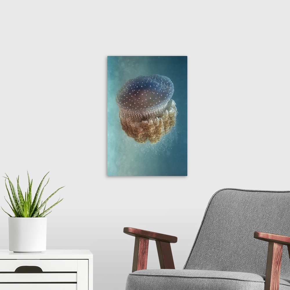 A modern room featuring Jellyfish - Phylorhiza Punctata