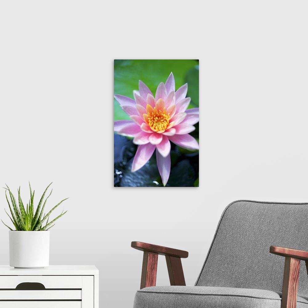 A modern room featuring A Pink Water Lily Close Up.