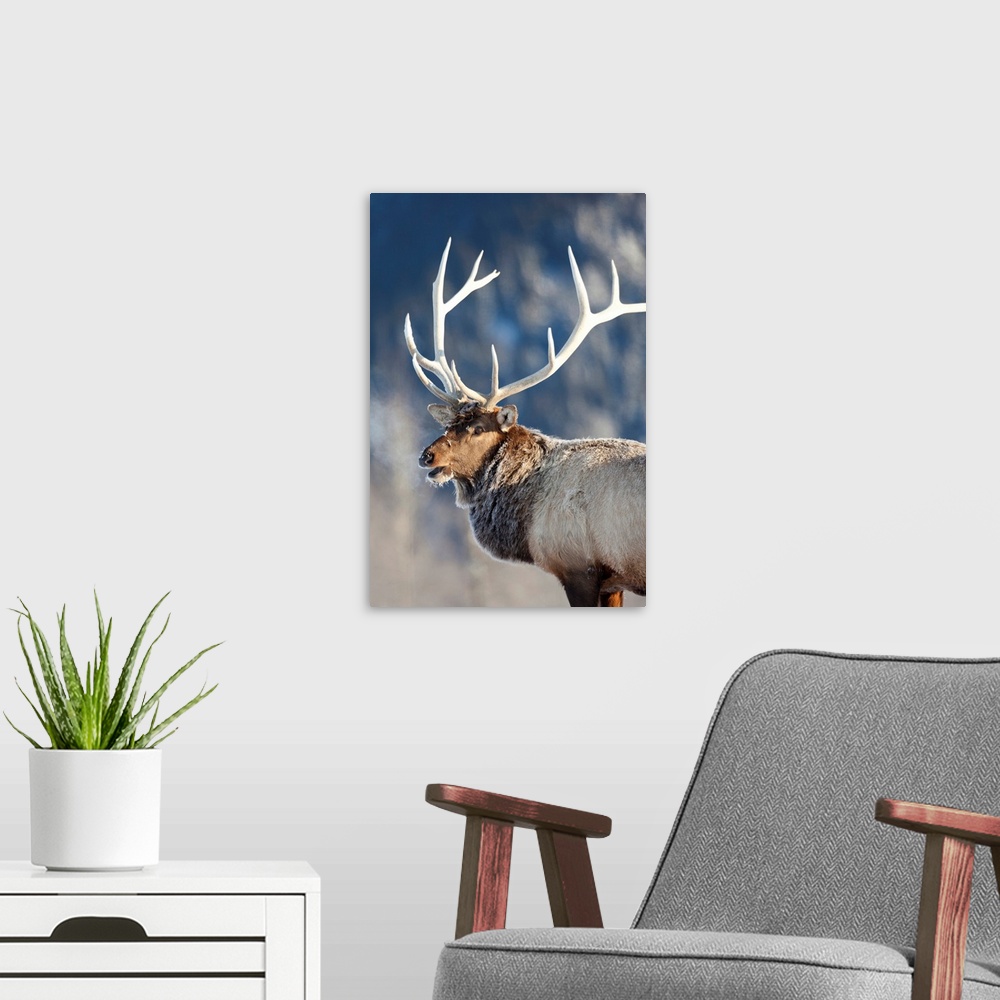 A modern room featuring A rost covered Rocky Mountain Elk, Southcentral Alaska, Winter