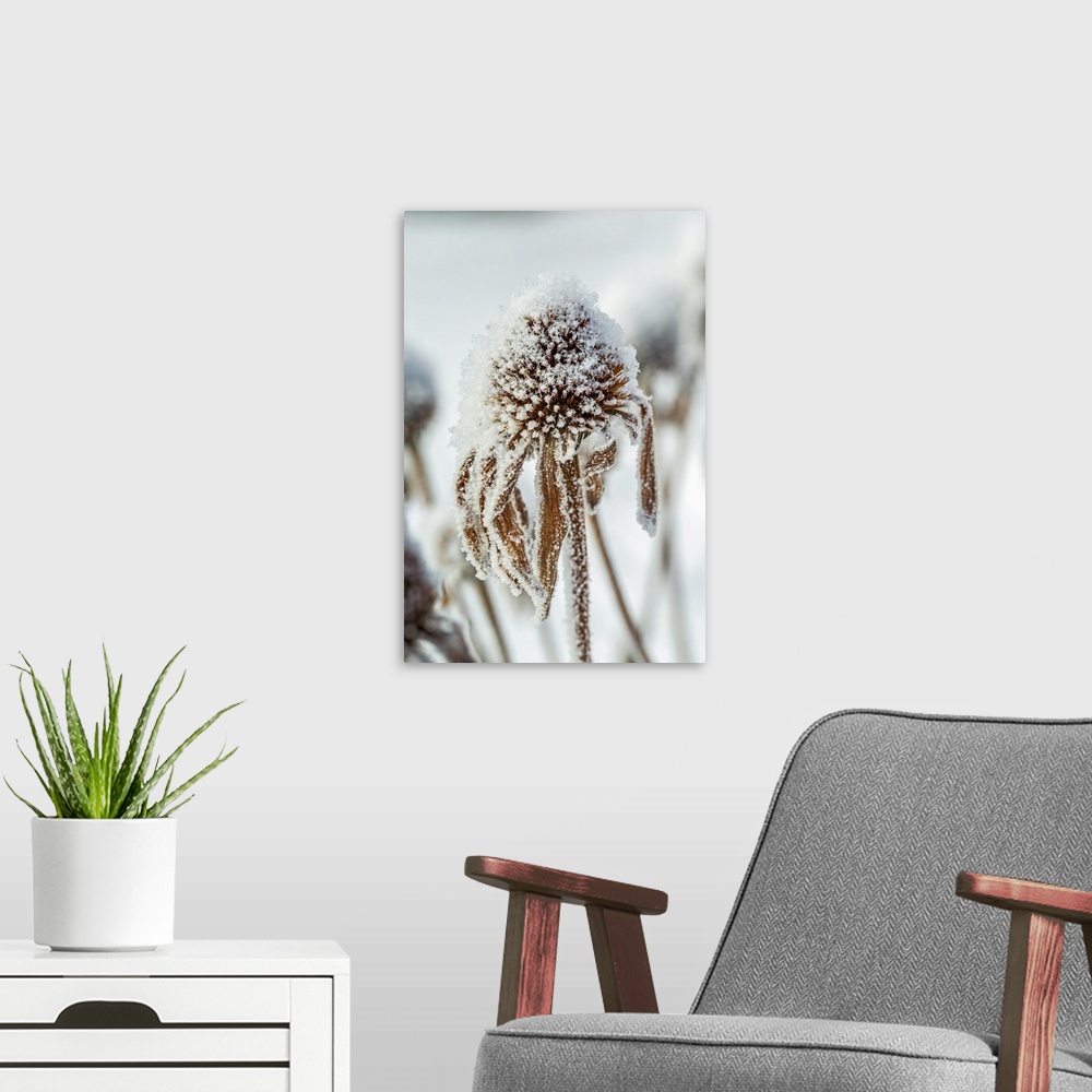 A modern room featuring Close-up of frosted dried echinacea stamens; Calgary, Alberta, Canada.