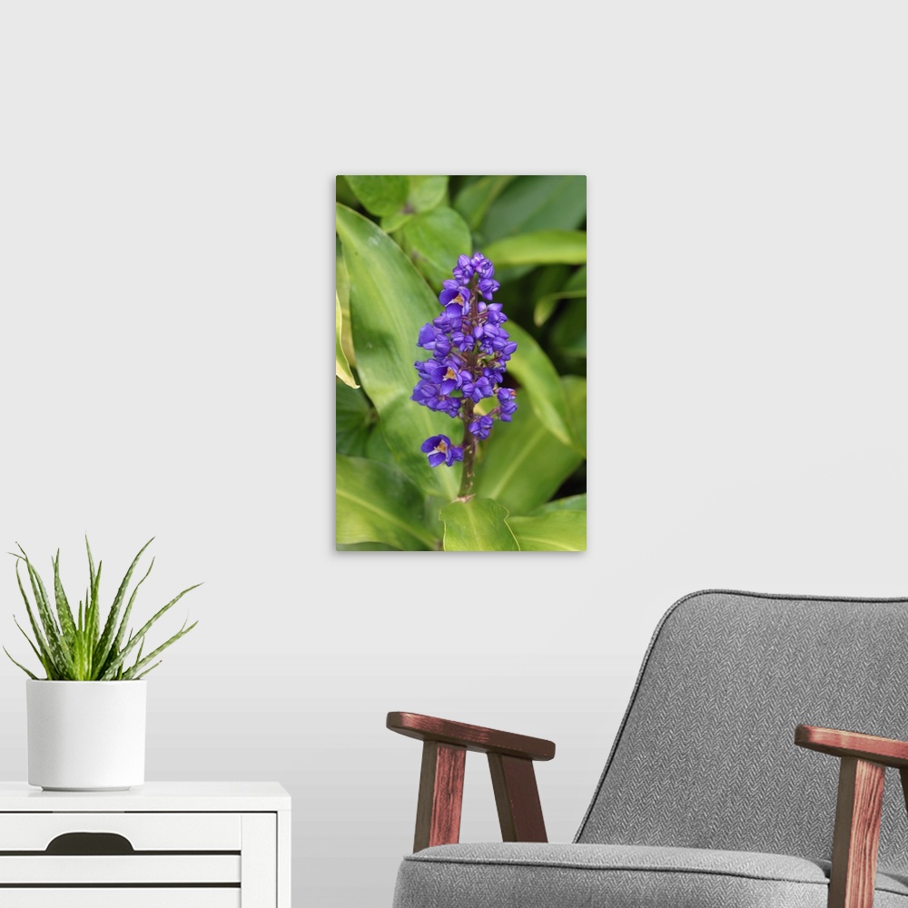 A modern room featuring Close-Up Of Purple Cluster Of Flowers