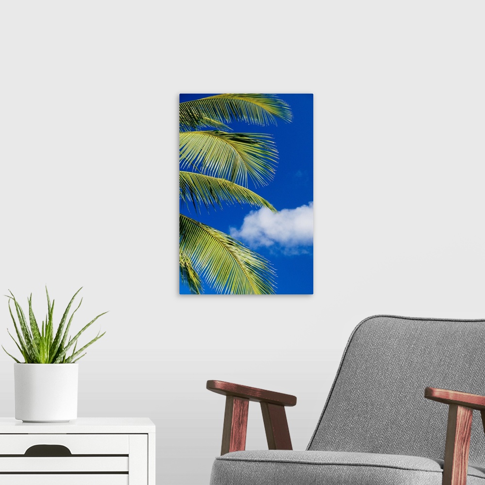 A modern room featuring Coconut Palm Trees And Blue Sky