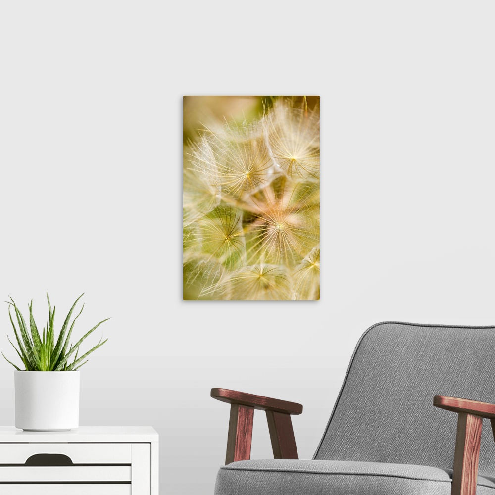 A modern room featuring Extreme close-up of a dandelion seed head; Naramata, British Columbia, Canada