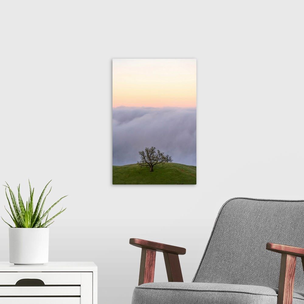 A modern room featuring Fog banks rolling in off of the ocean with the sun setting below them, a lone tree stands on gras...