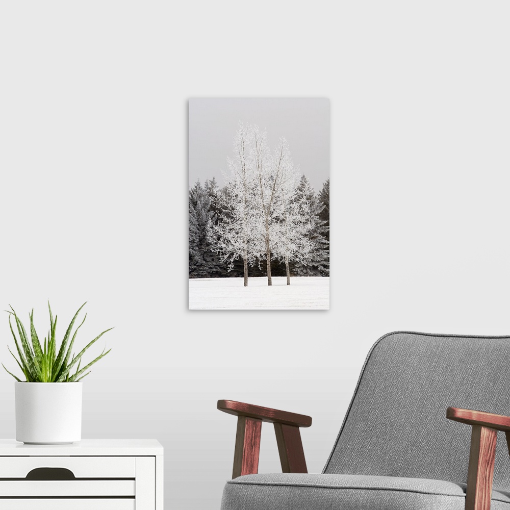 A modern room featuring Frost On Trees