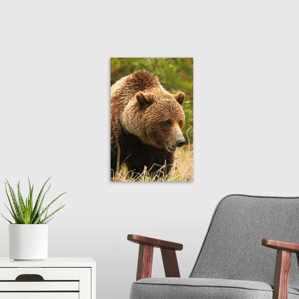 Grizzly Bear, Yukon, Canada Wall Art, Canvas Prints, Framed Prints ...