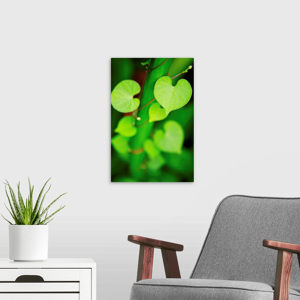 A modern room featuring Macro shot of heart-shaped leaves on a vine curling around a stem, increasing in focus as they cl...