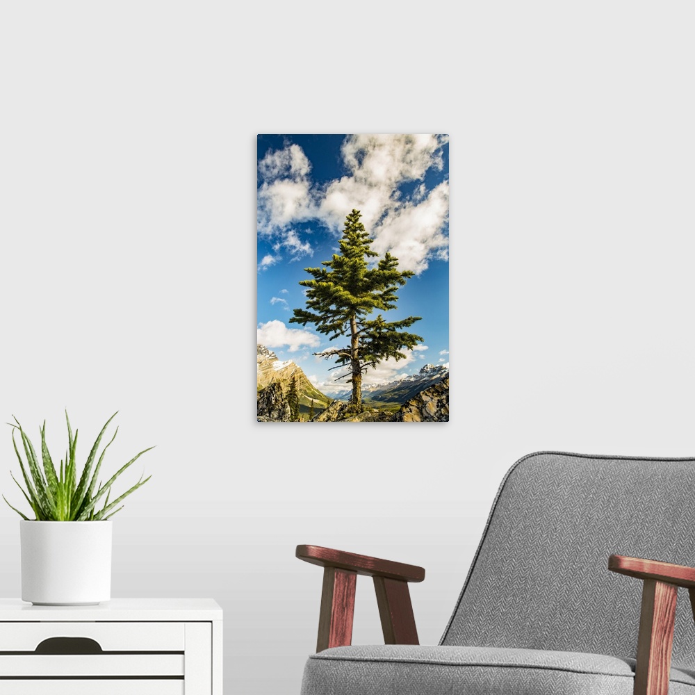 A modern room featuring A lone coniferous tree grows along a rocky ridge in the Rocky Mountains, Banff National Park; Alb...