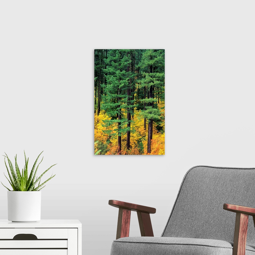 A modern room featuring Oregon, Cascade Mountain Range, Pine Trees And Fall Colors