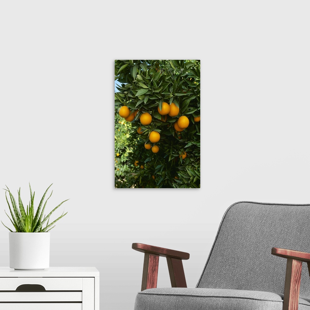 A modern room featuring Ripe Navel oranges on the tree, ready for harvest, Tulare County, California