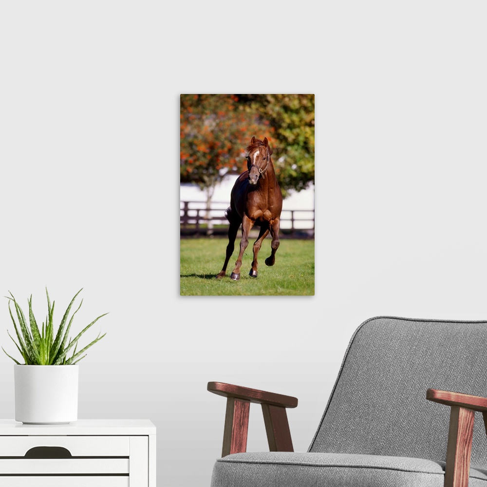 A modern room featuring Thoroughbred Horse, Ireland