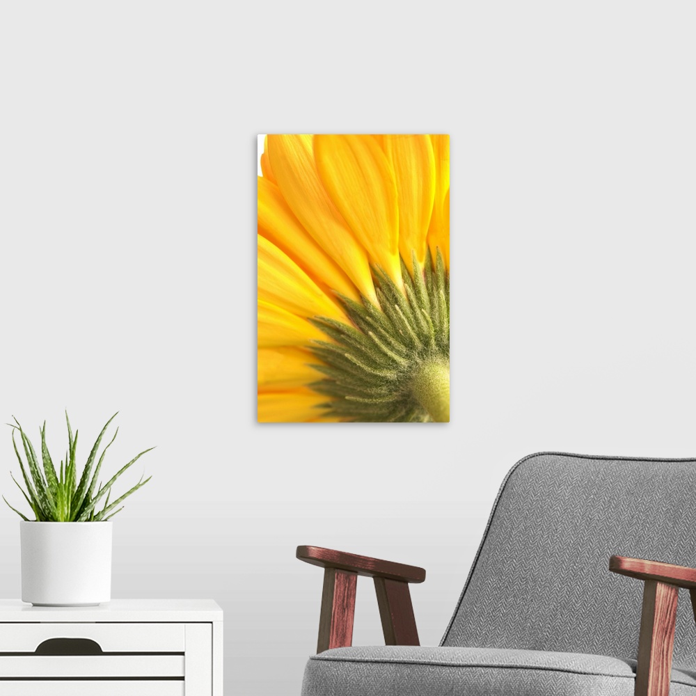 A modern room featuring Reverse Of Yellow Flower