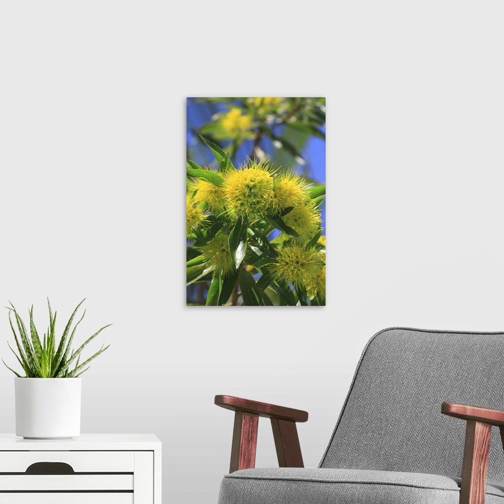 A modern room featuring A bright yellow wattle tree in suburban Cairns, Queensland, Australia.