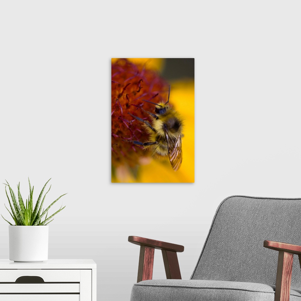 A modern room featuring Blanketflower, Gaillardia Aristata, Asteraceae, Sunflower. A bumblebee collects nectar on a blank...