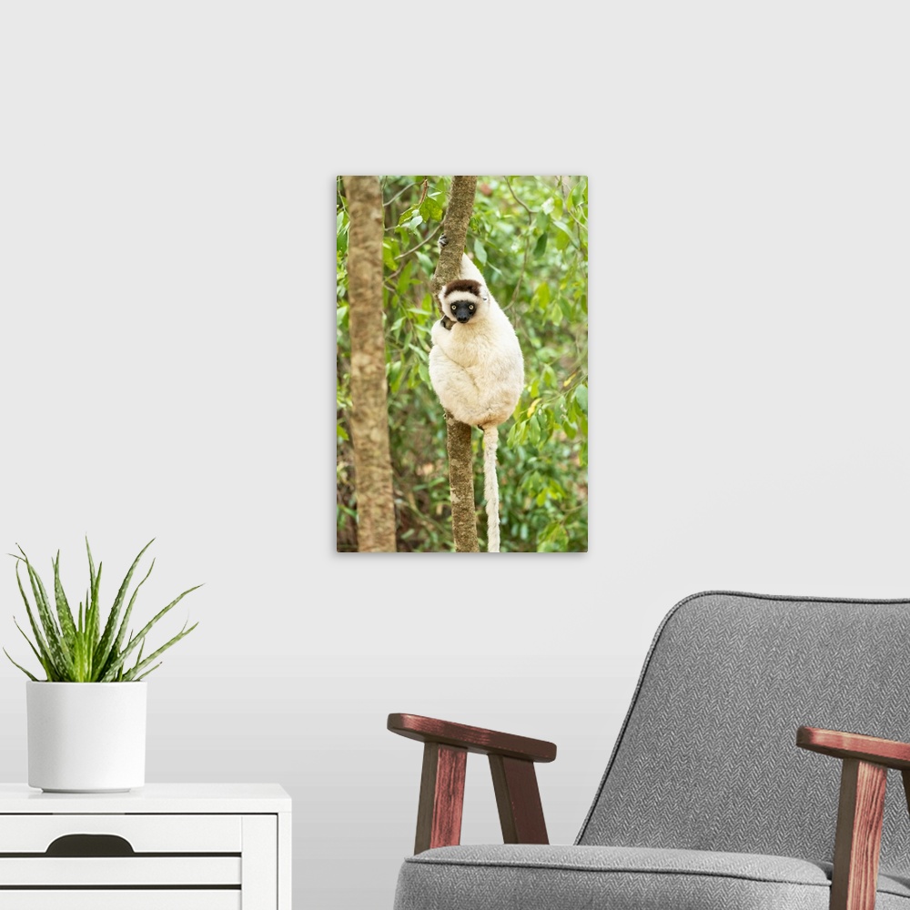 A modern room featuring Africa, Madagascar, Anosy, Berenty Reserve. Portrait of a Verreaux's sifaka in a tree.
