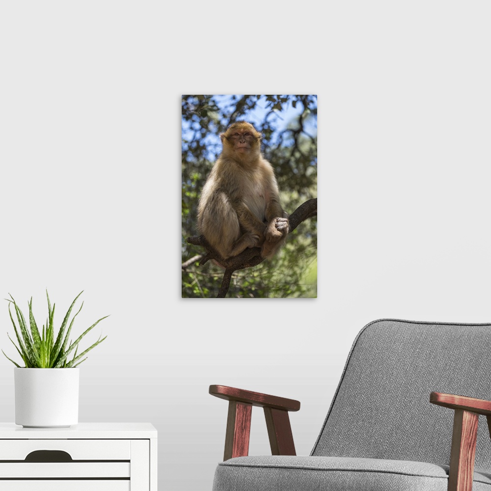 A modern room featuring Africa, Morocco, Barbary Apes, or Macaques, in the High Atlas Mountains