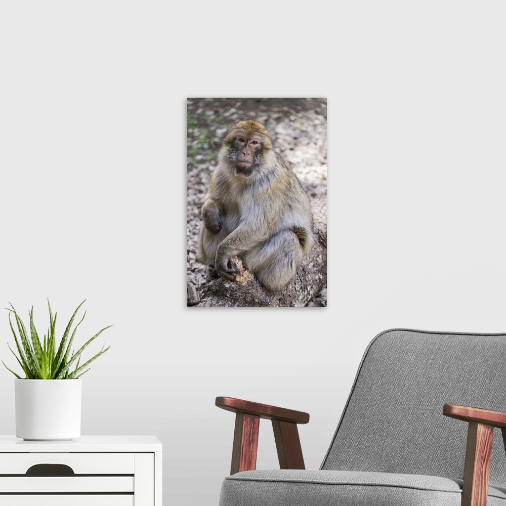 A modern room featuring Africa, Morocco. An adult macaque monkey (rhesus macaque (Macaca mulatta)) sitting on a fallen lo...