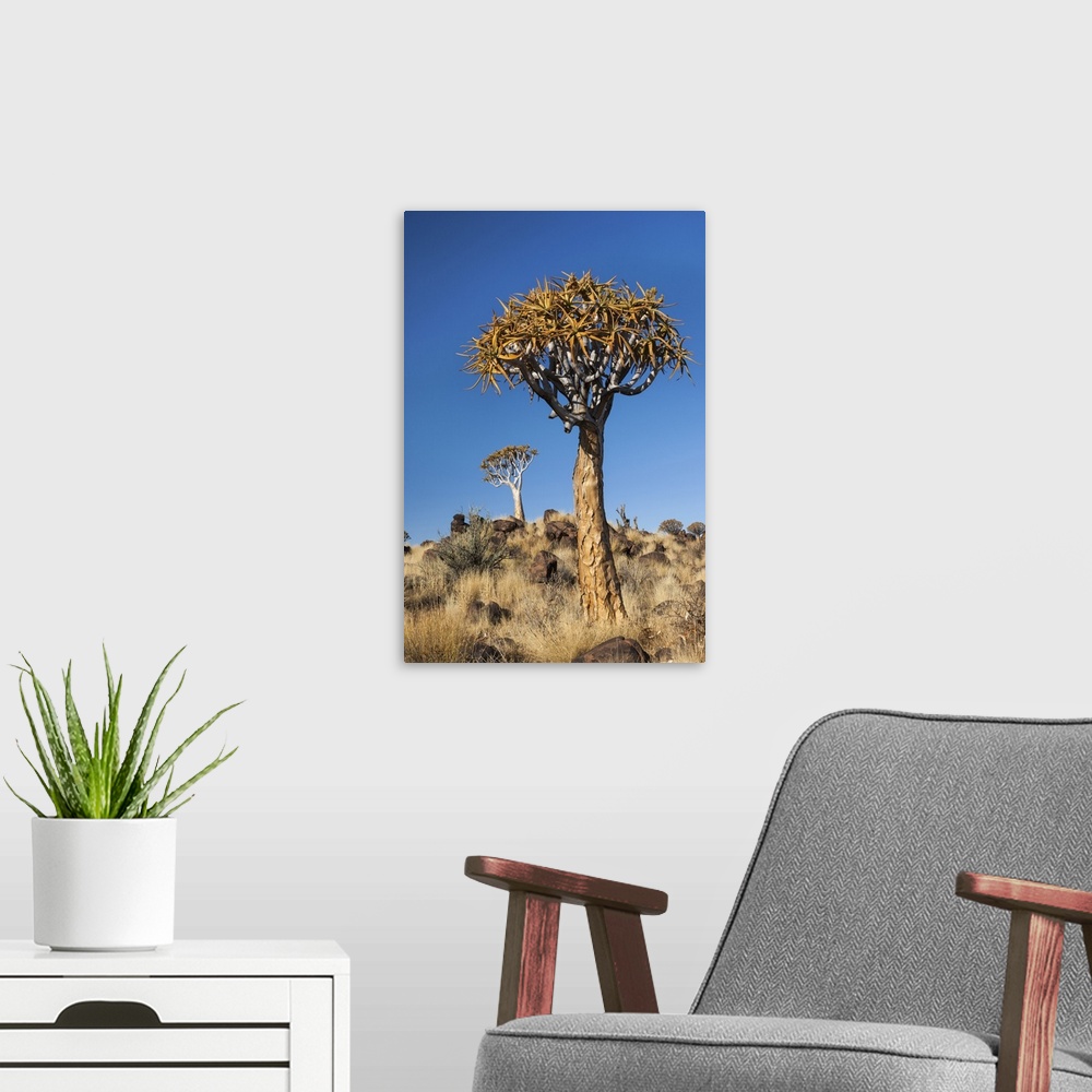 A modern room featuring Africa, Namibia, Keetmanshoop, Quiver Tree Forest, (Aloe dichotoma), Kokerbooms.  Quiver trees am...