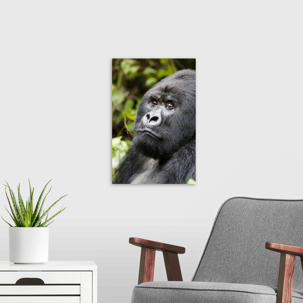 A modern room featuring Africa, Rwanda, Volcanoes National Park, mountain gorilla, Gorilla beringei beringei.  Portrait o...