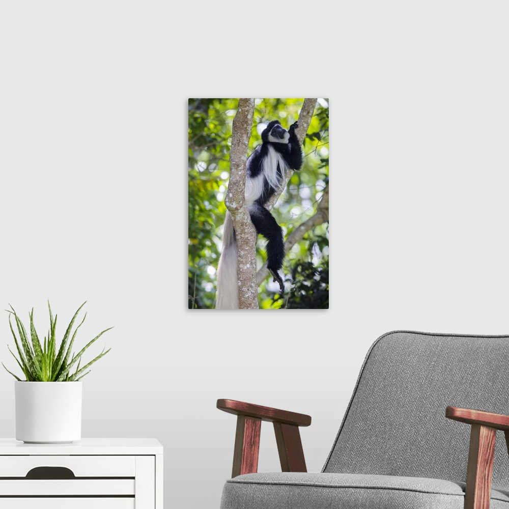 A modern room featuring Africa. Tanzania. Black and White Colobus, also known as mantled guereza (Colobus guereza) at Aru...