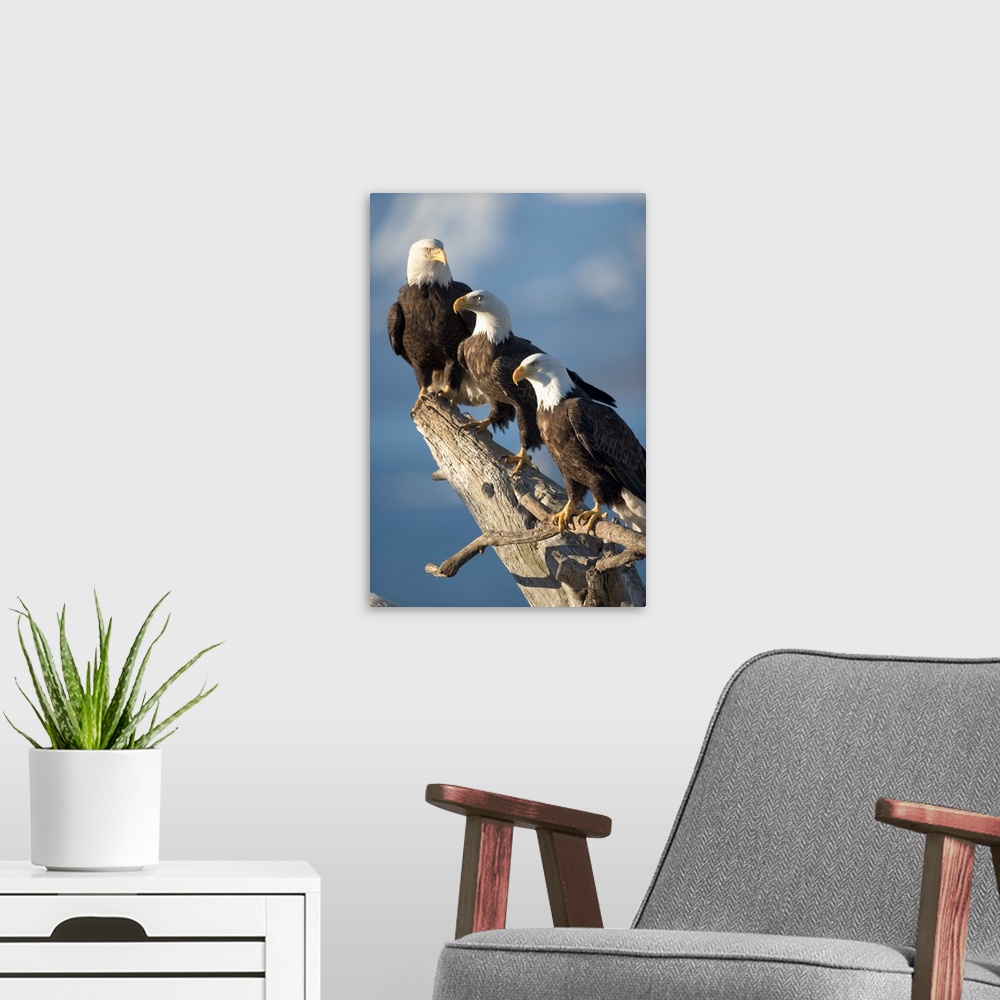 A modern room featuring Alaska, Homer, Bald Eagles (Haliaeetus leucocephalus) roost on driftwood perch along Kachemak Bay...