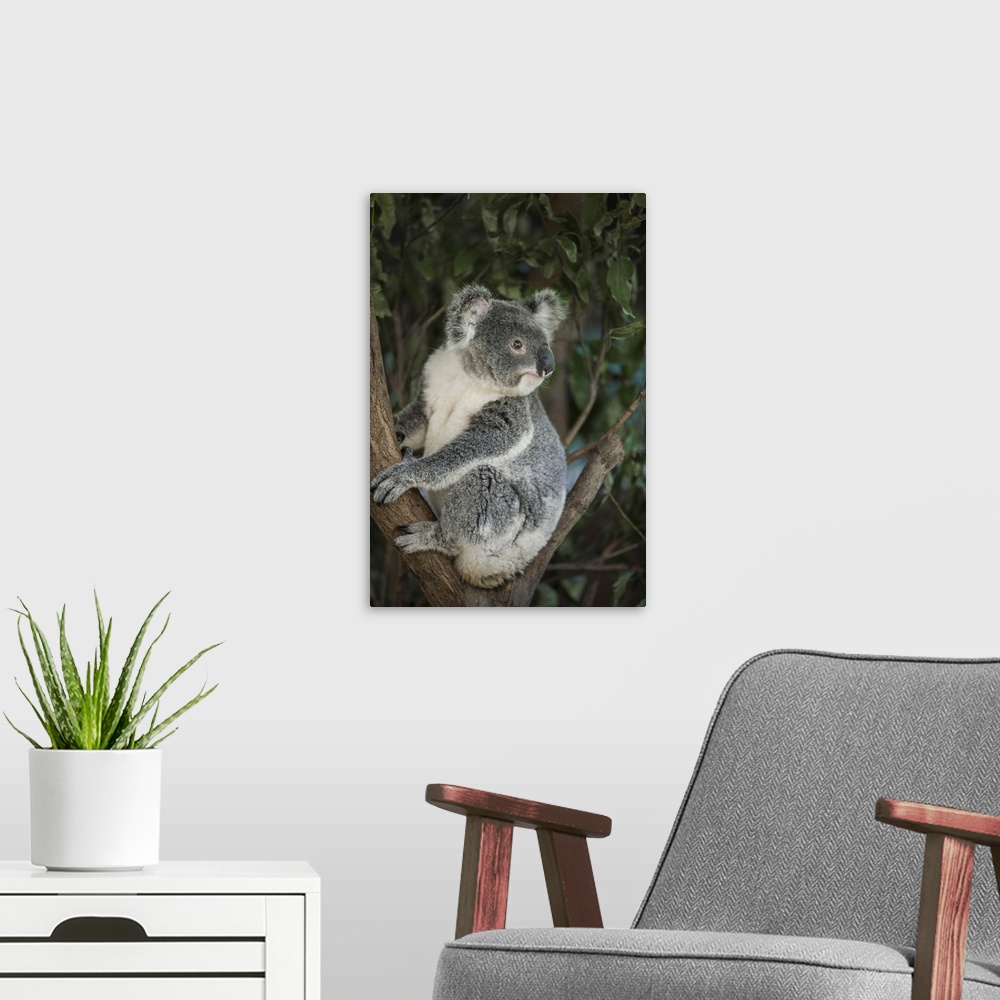 A modern room featuring Australia, Queensland. Koala bear in tree.
