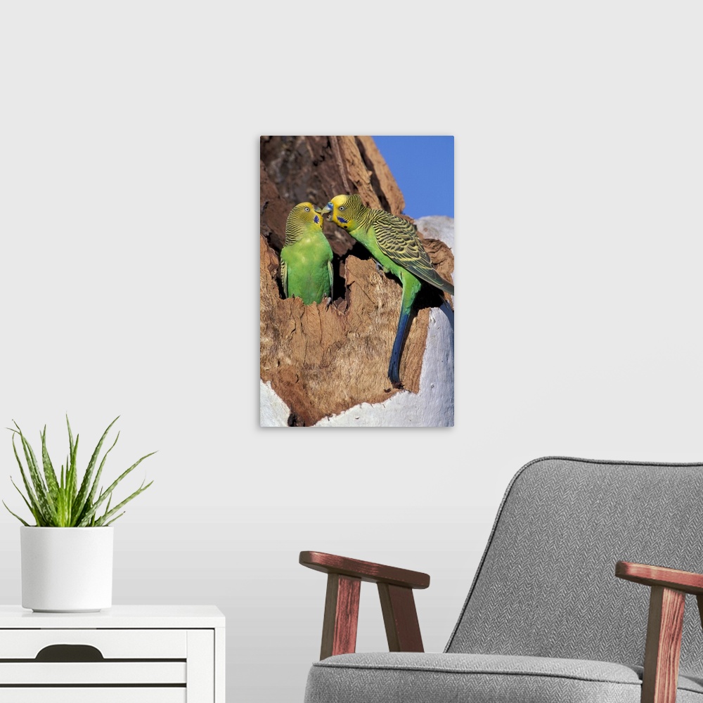 A modern room featuring Australia.Two budgerigars (Melopsittacus undulatus).Note: May not be sold in France