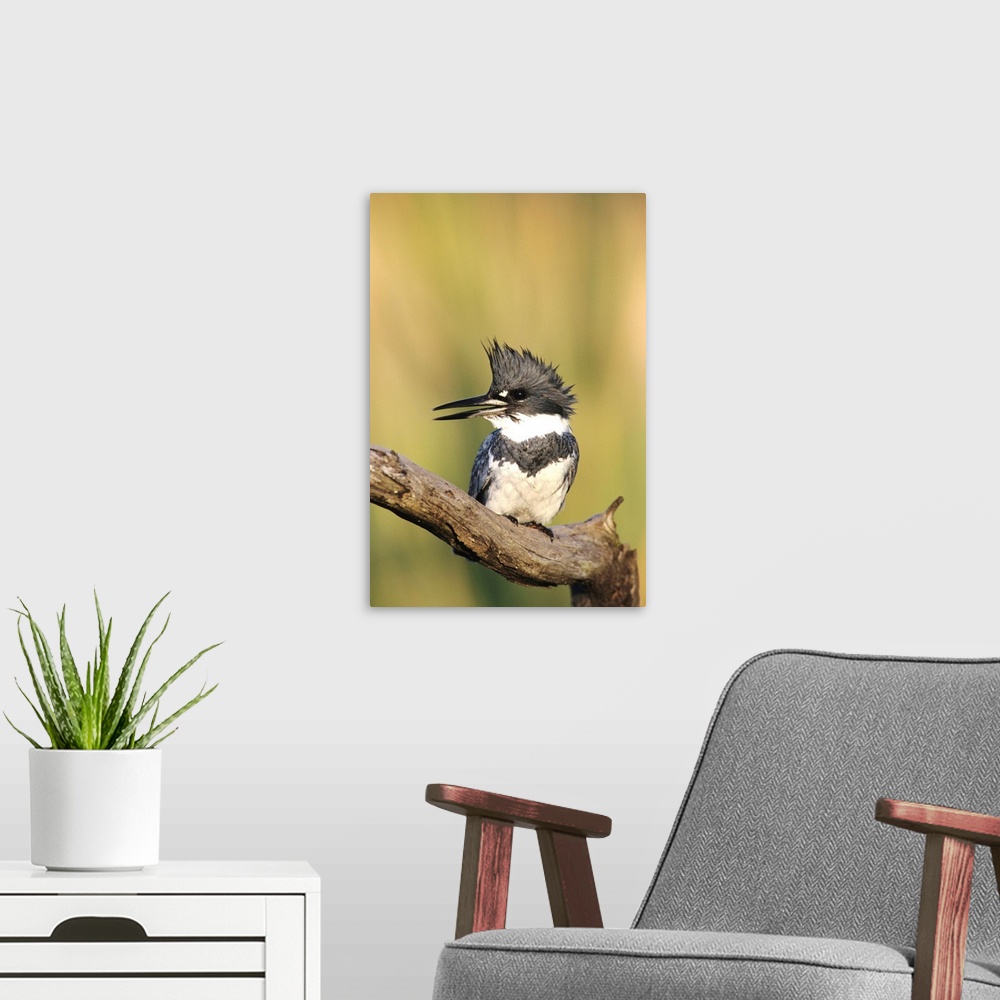 A modern room featuring Belted Kingfisher, Megaceryle alcyon,male lcalling, Willacy County, Rio Grande Valley, Texas, USA...