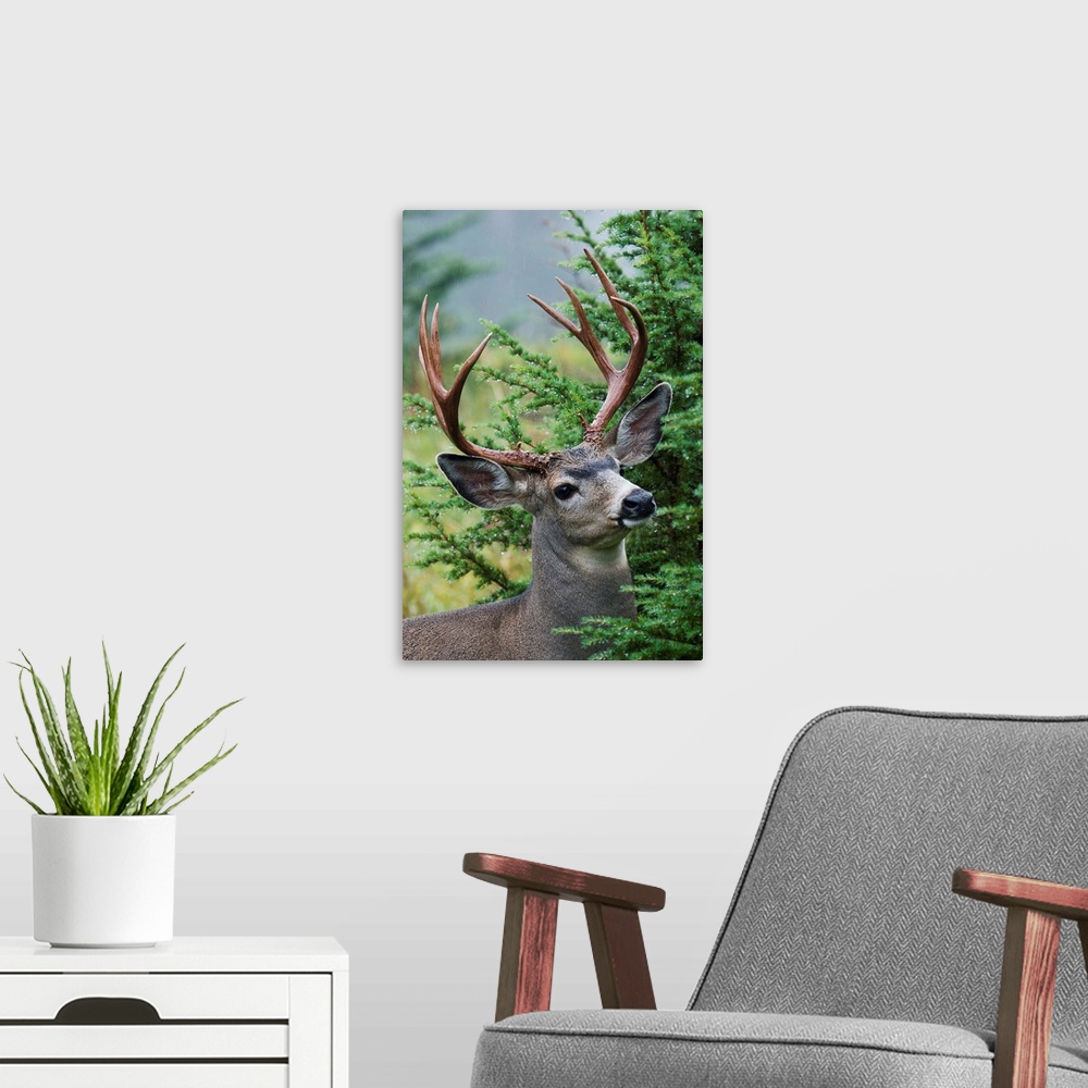 A modern room featuring Black-tail Deer Buck
