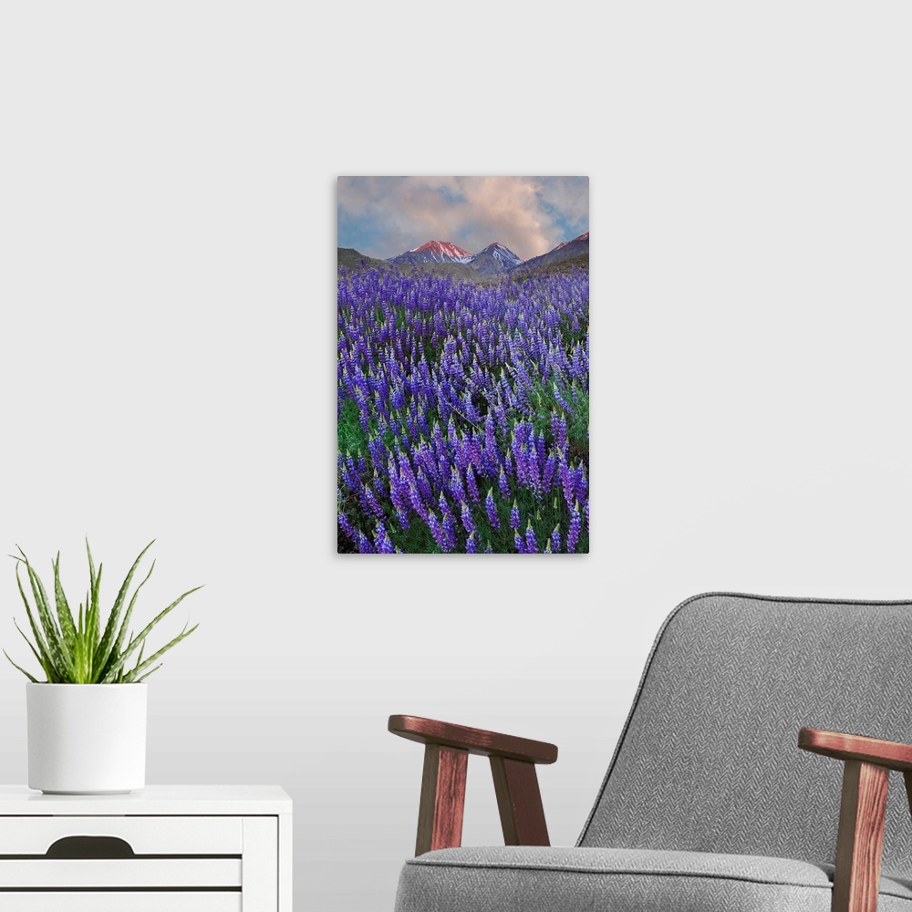 A modern room featuring USA, California, Sierra Nevada Range. Blooming Inyo bush lupine flowers in mountains.