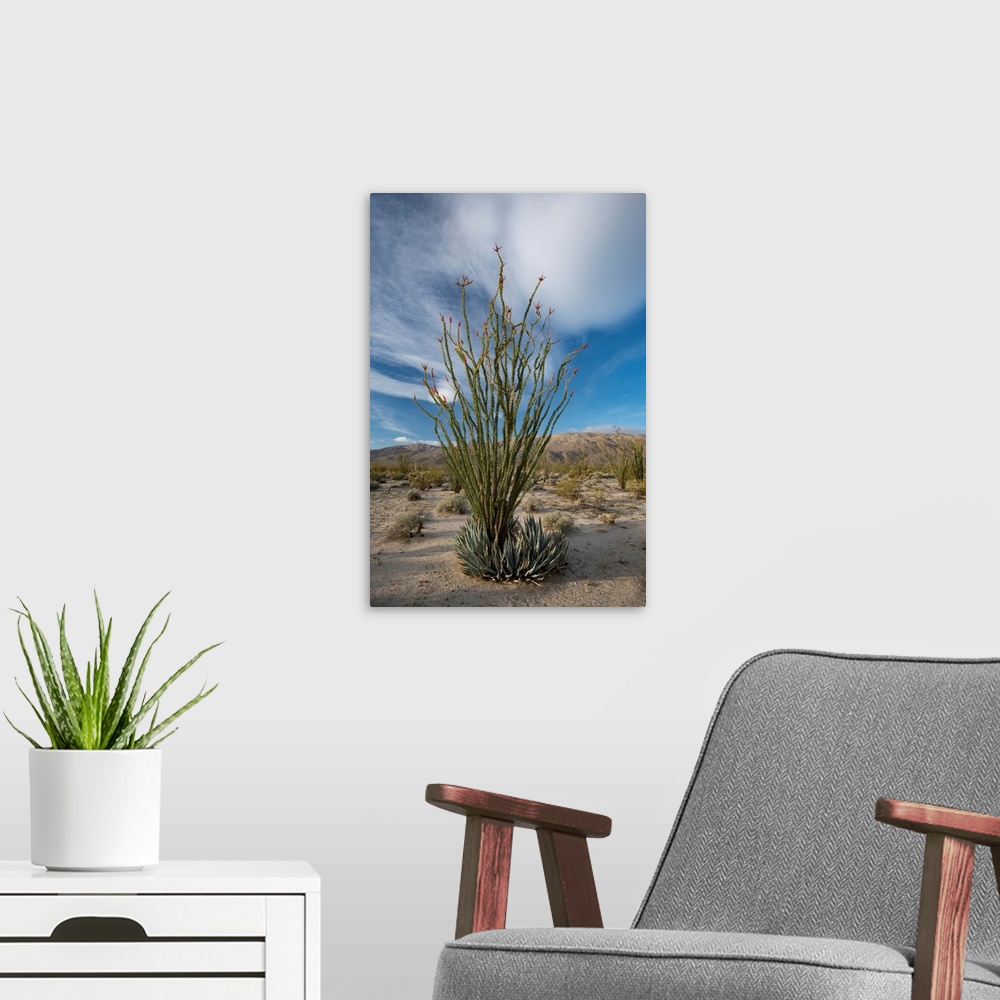 A modern room featuring North America, USA, California. Blooming Ocotillo (Fouquieria splendens) in desert landscape with...
