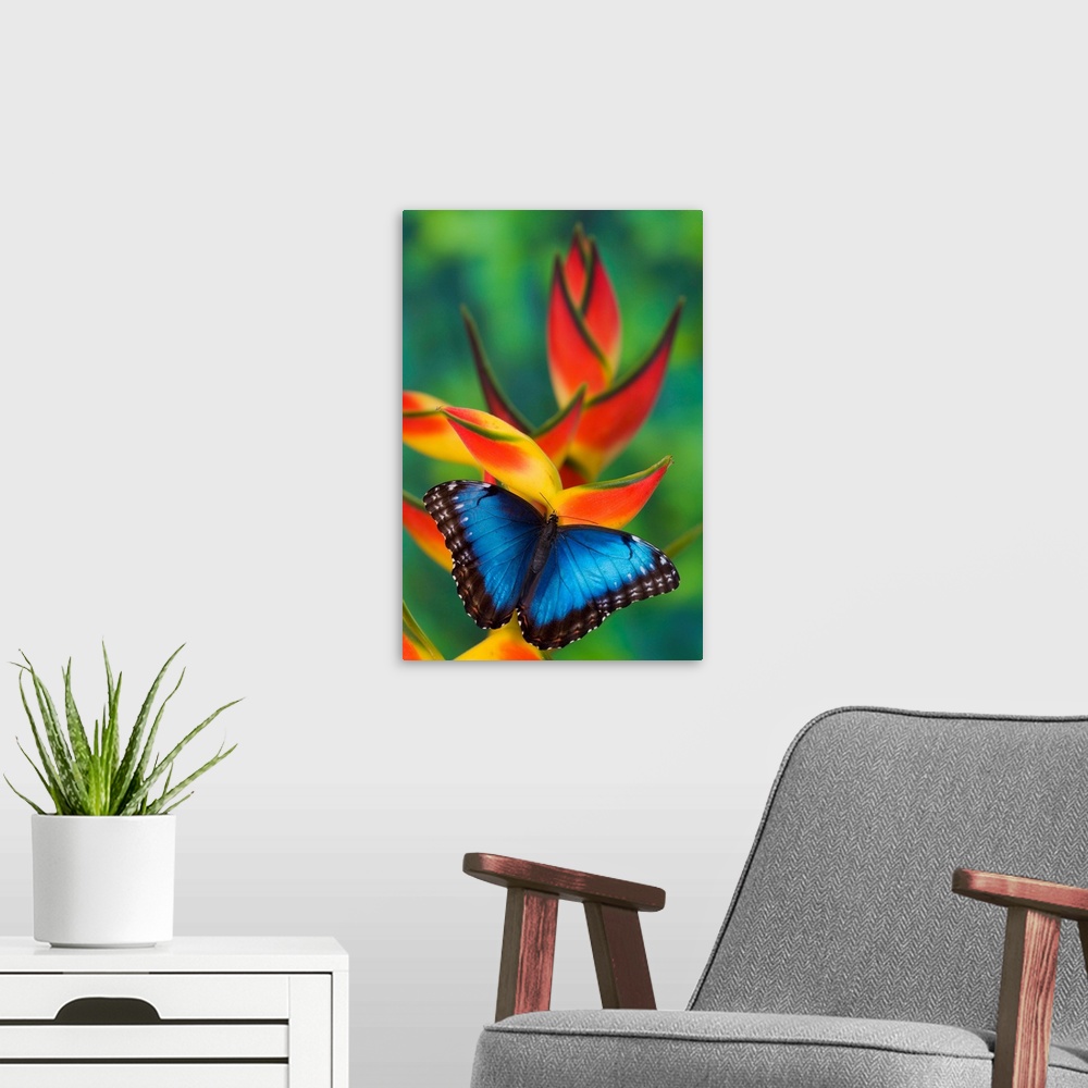 A modern room featuring Blue Morpho Butterfly, Morpho granadensis, sitting on tropical Heliconia flowers.