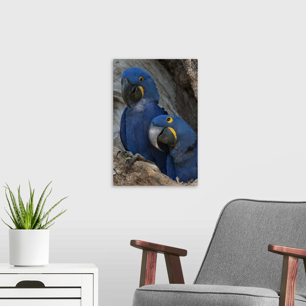 A modern room featuring Brazil, Pantanal Wetlands, Hyacinth Macaw mated pair on their nest in a tree.