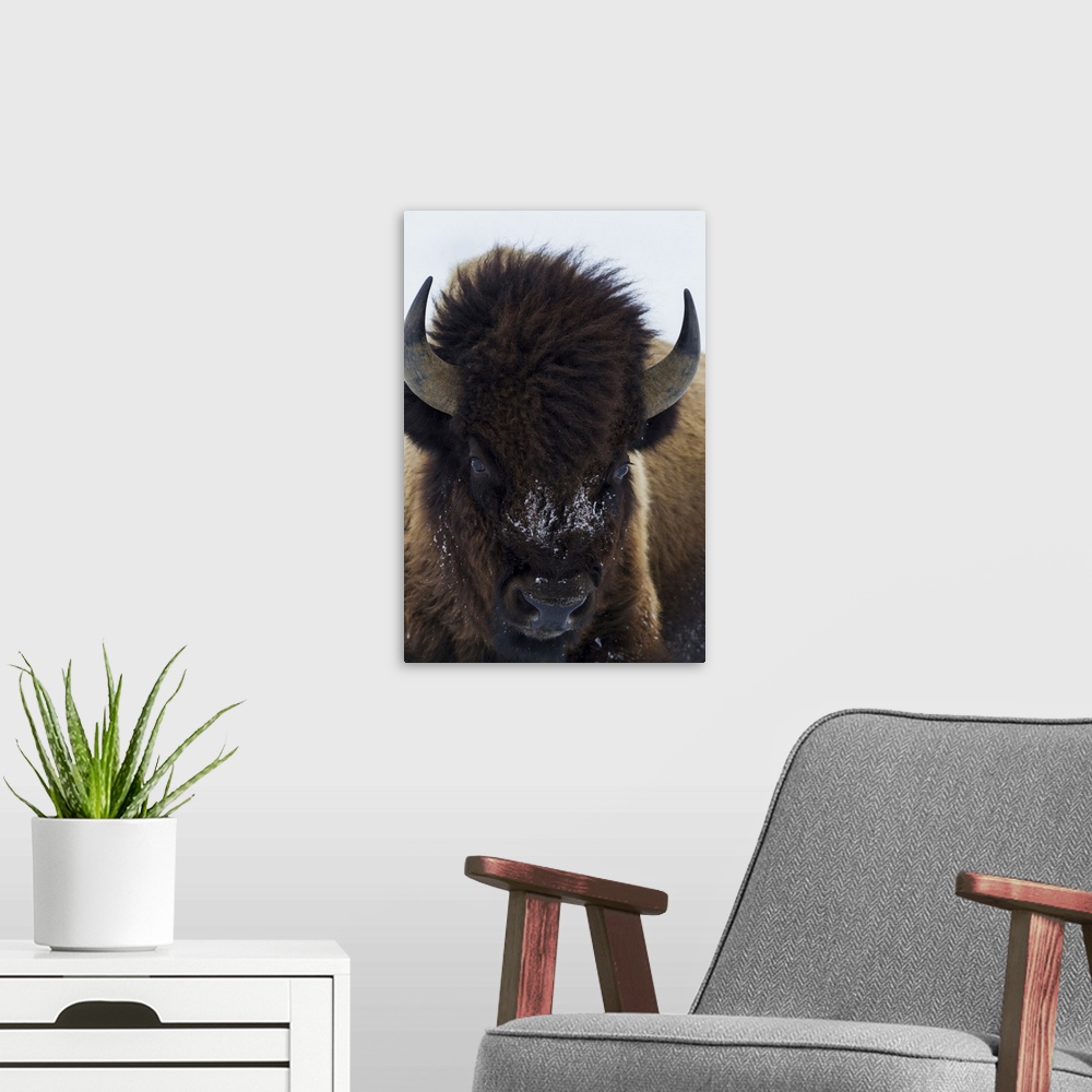 A modern room featuring Bull bison.