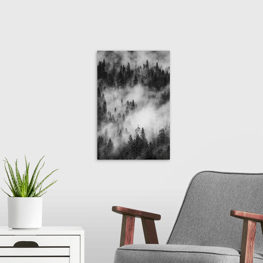 A modern room featuring North America, USA, California, Yosemite National Park.  Black and White image of pine forests wi...