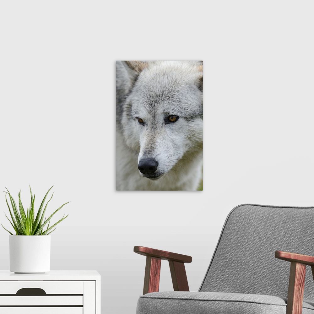 A modern room featuring Gray/Grey Wolf