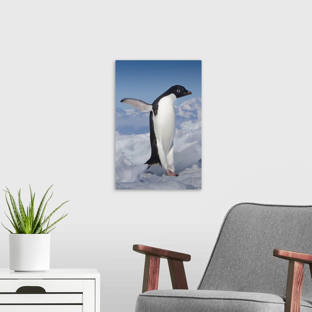 A modern room featuring Cape Adare, Antarctica. Adelie Penguin taking a leap.