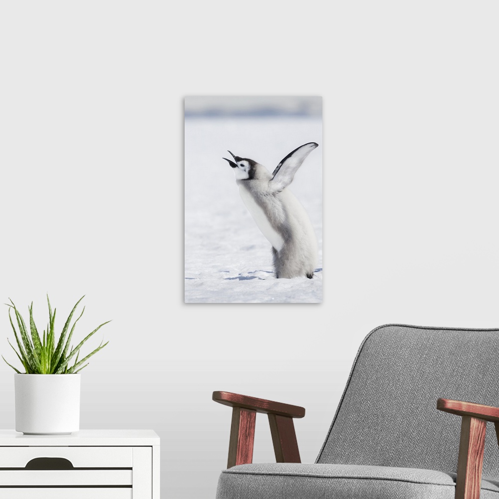 A modern room featuring Cape Washington, Antarctica. An Emperor penguin chick Calling Out, wings outstretched.