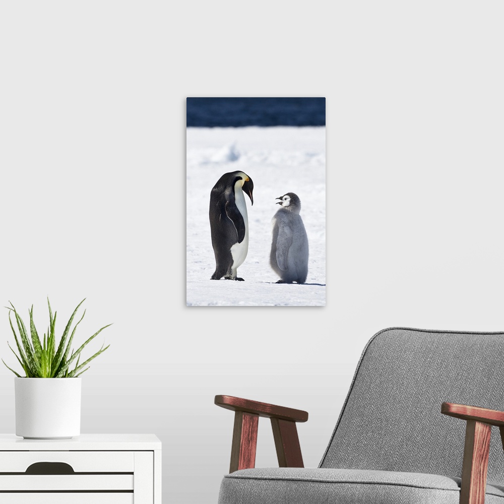 A modern room featuring Cape Washington, Antarctica. Emperor penguin chick asks parent for food.