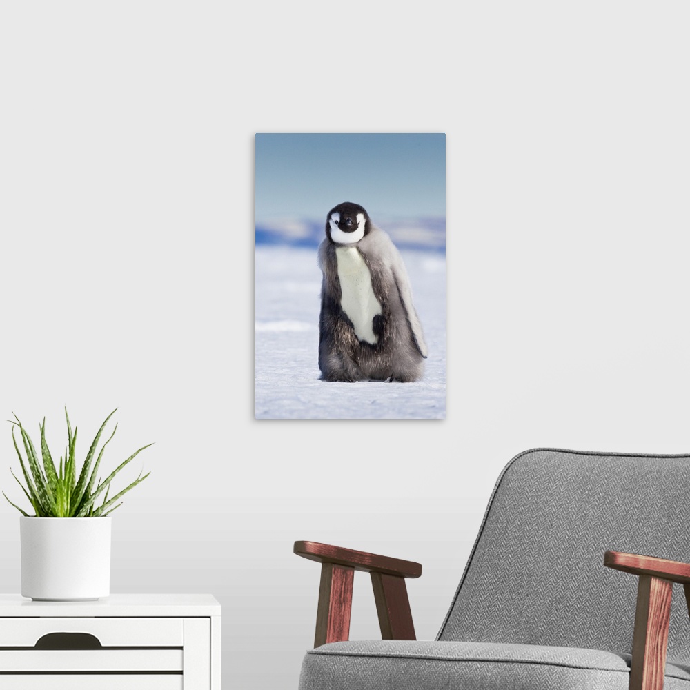 A modern room featuring Cape Washington, Antarctica. Emperor penguin chick with down coat walking alone.