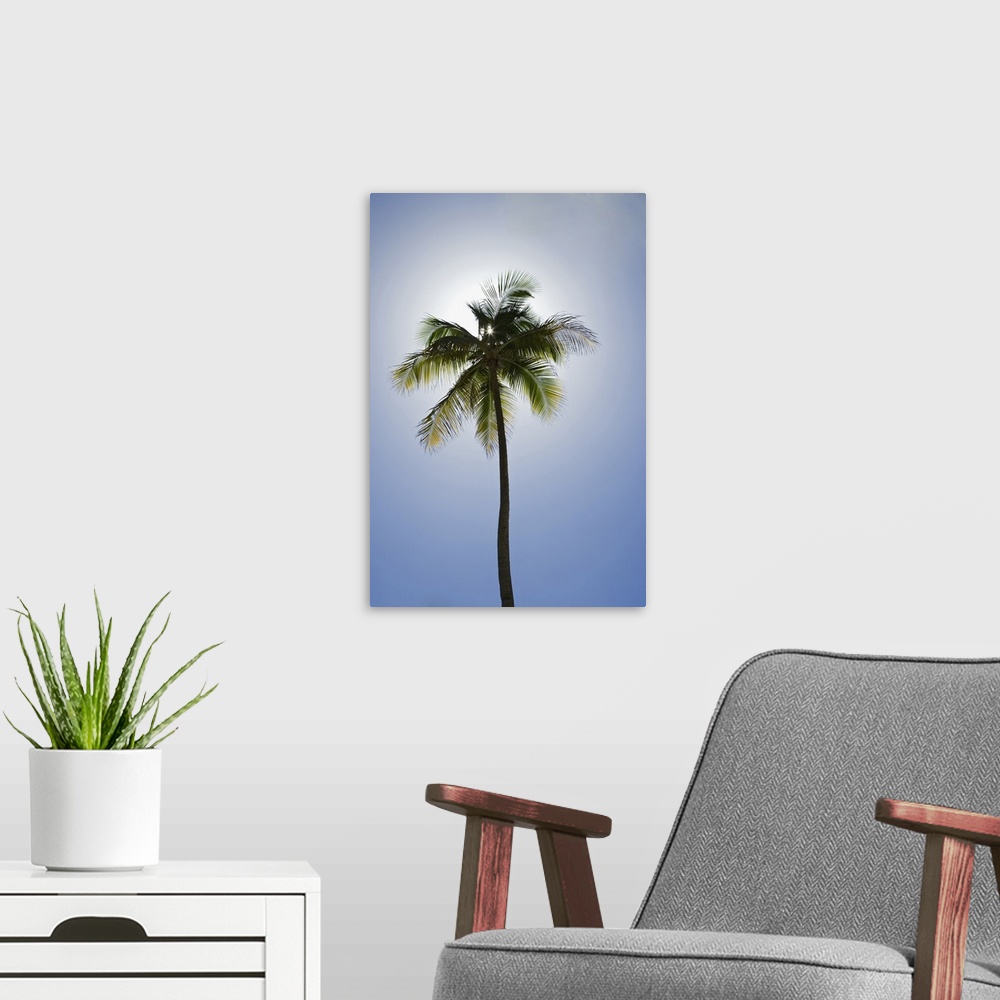 A modern room featuring Caribbean, Puerto Rico. Coconut palm tree at Luquillo Beach.
