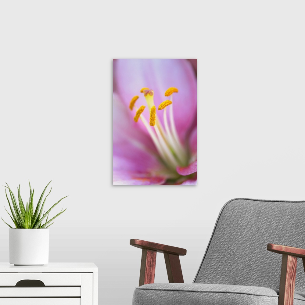 A modern room featuring Close-up of hybrid Lily