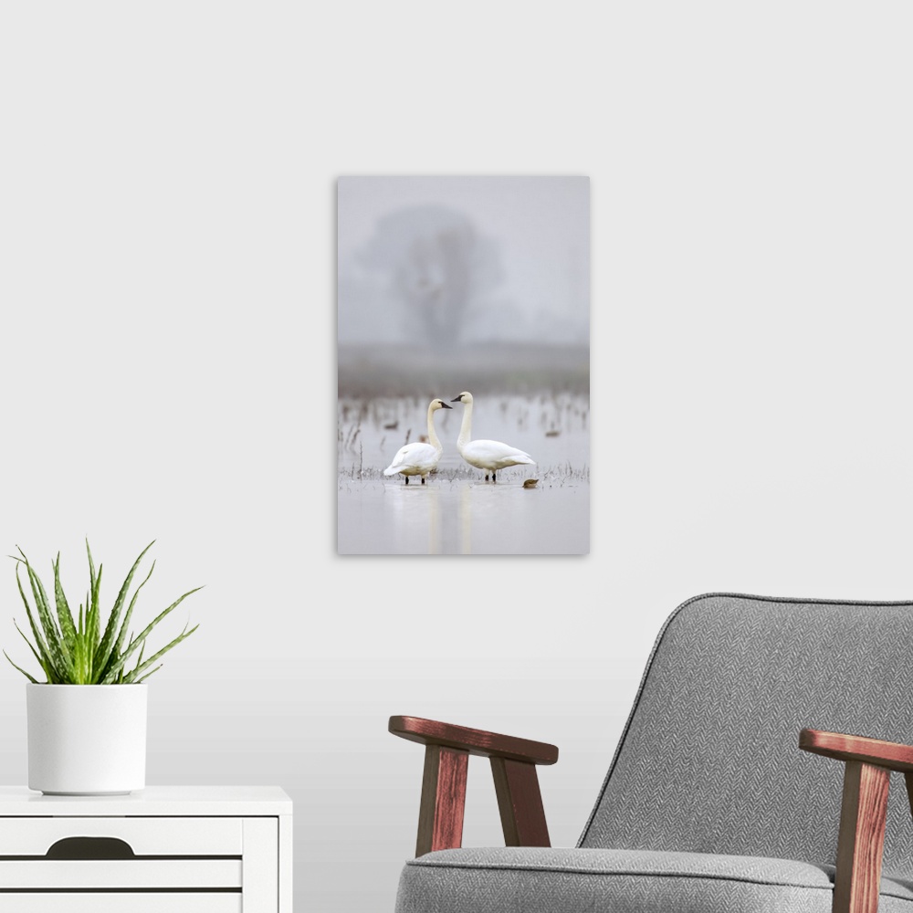 A modern room featuring Cosumnes River Preserve, California, USA. Two tundra swans in fog.