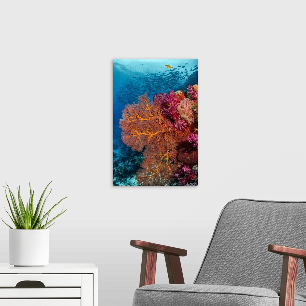 A modern room featuring Fiji. Fish and coral reefscape.