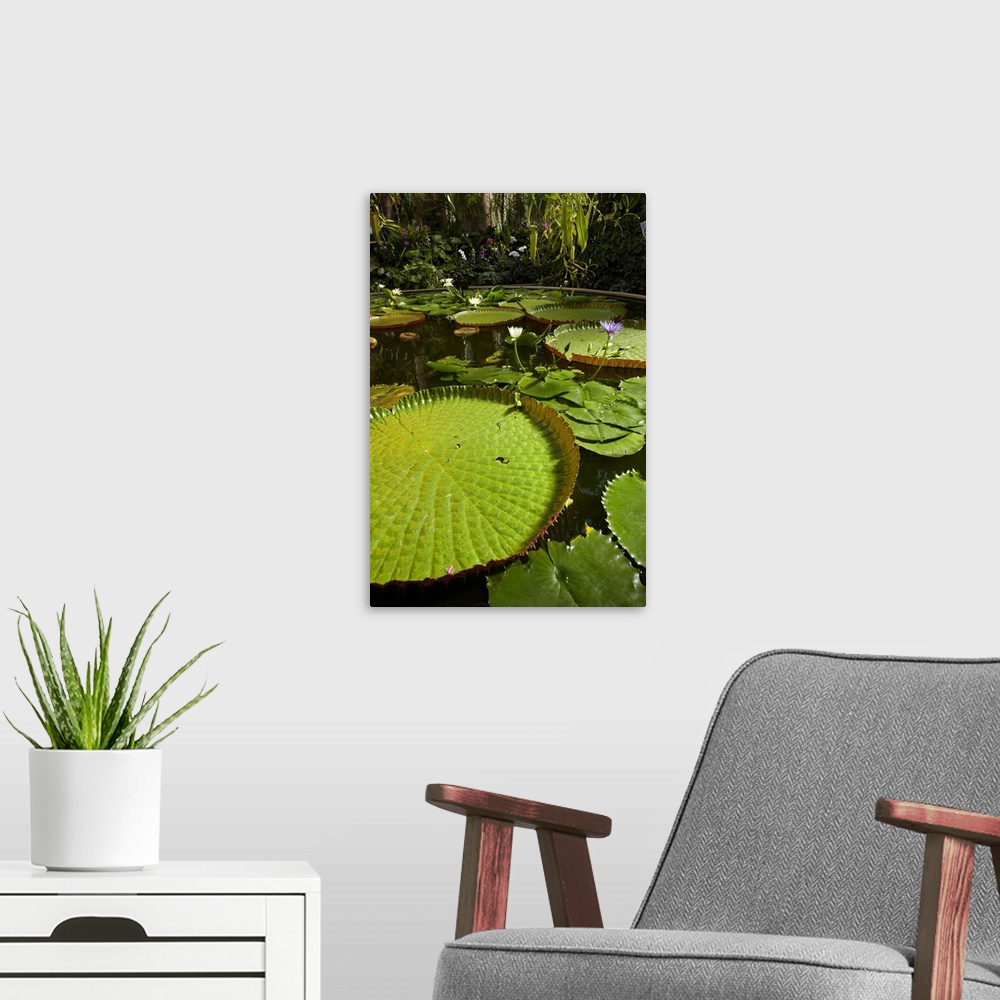 A modern room featuring Giant water lilies, Wintergardens, Auckland Domain, Auckland, North Island, New Zealand.