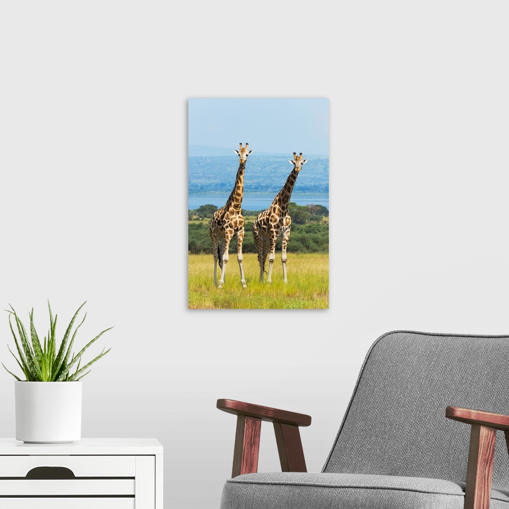 A modern room featuring Giraffes on the savanna, Murchison Falls National park, Uganda