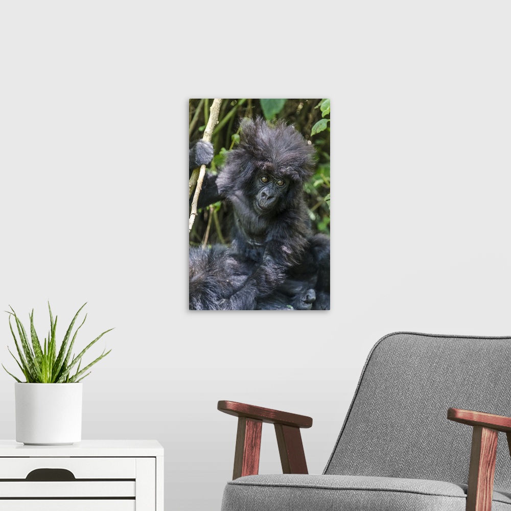 A modern room featuring Gorilla mother with 6-month-old baby in the forest, Parc National des Volcans, Rwanda