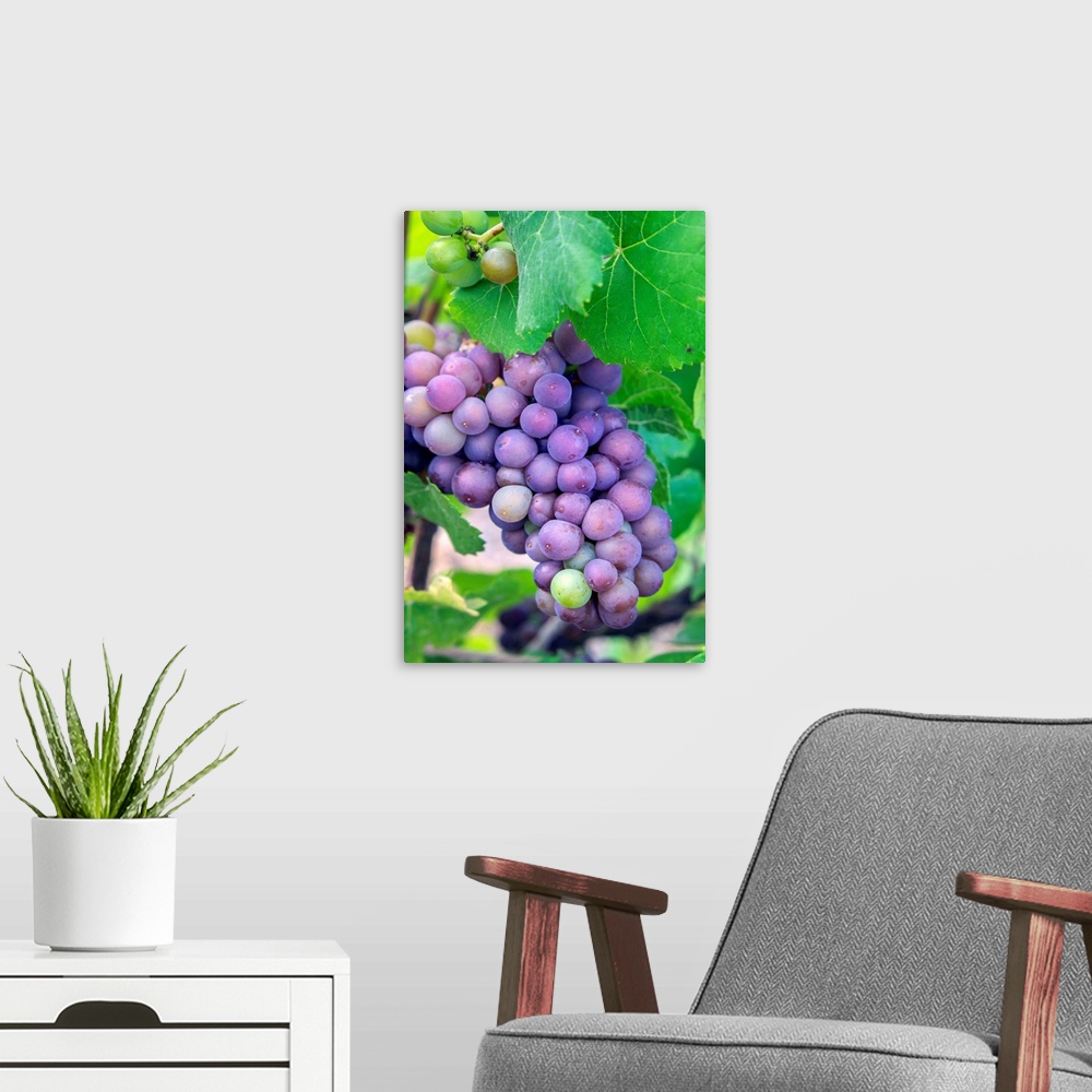 A modern room featuring Grapes on vine, Anyela's Vineyard, Skaneateles, New York, USA