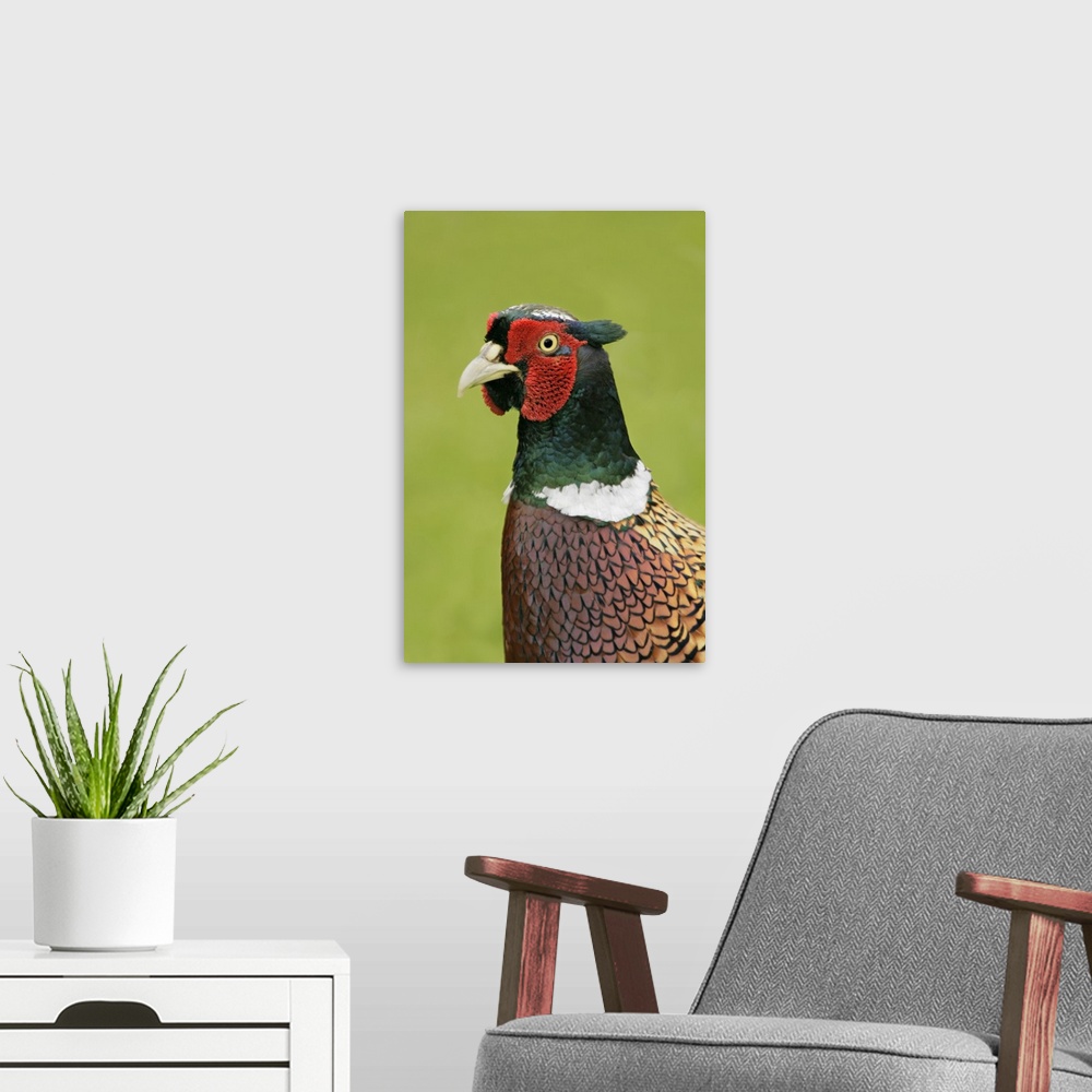 A modern room featuring Europe, Great Britain, Isles of Scilly, Tresco Island. Portrait of ring-necked pheasant. Credit a...