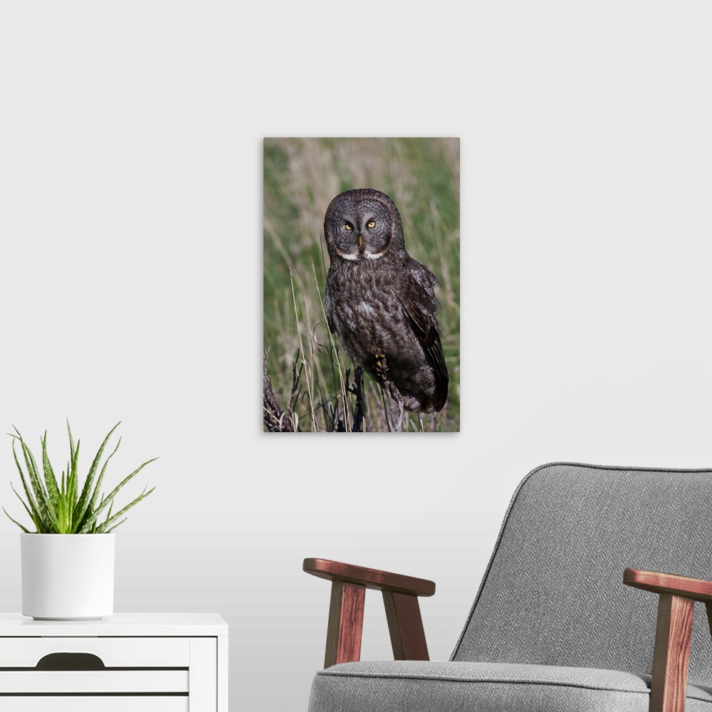 A modern room featuring Great Gray Owl.